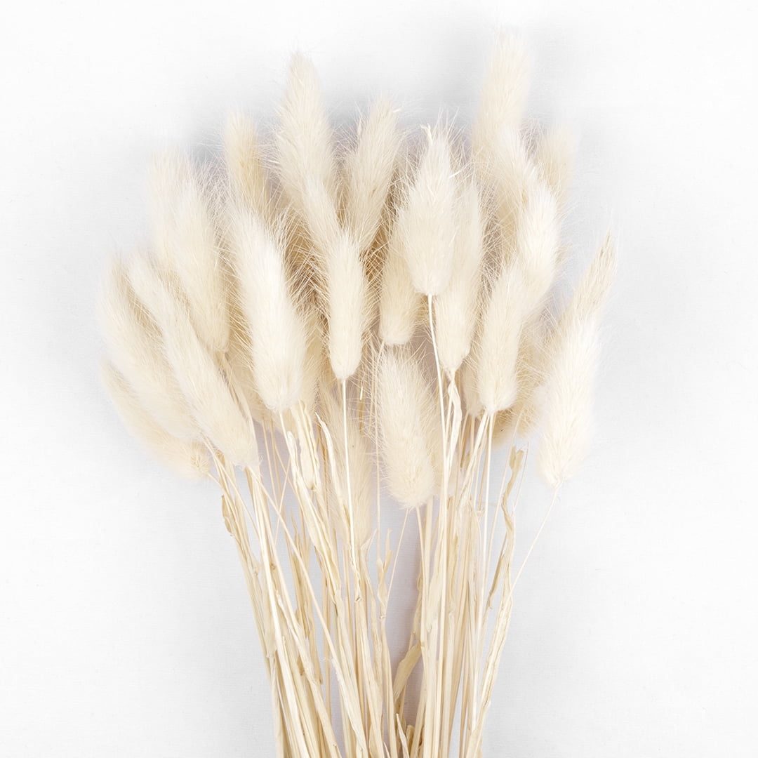 Koyal Wholesale 1519 Inches White Bunny Tails, Pampas Grass Dried