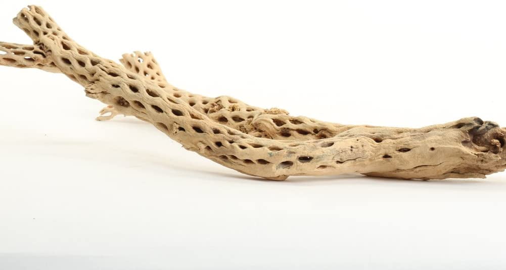 Koyal Wholesale Cholla Wood 12-Inch, Aquarium Branches, Airplants Decor, Reptile Perch, Natural Home Decoration