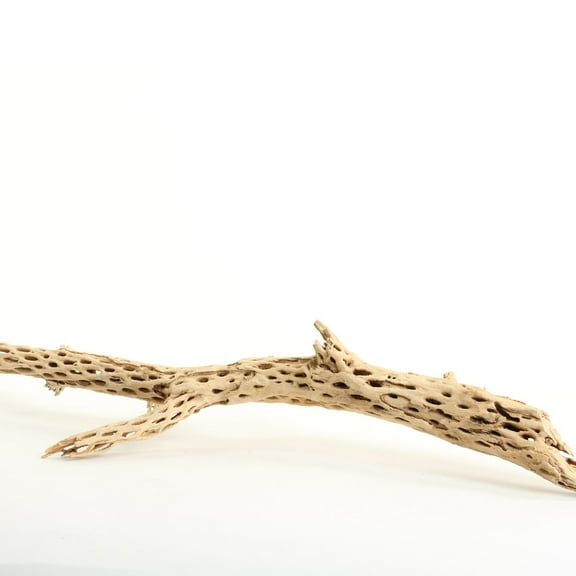 Koyal Wholesale Cholla Wood 18 to 20-Inch, Aquarium Branches, Airplants Decor, Reptile Perch, Natural Home Decoration