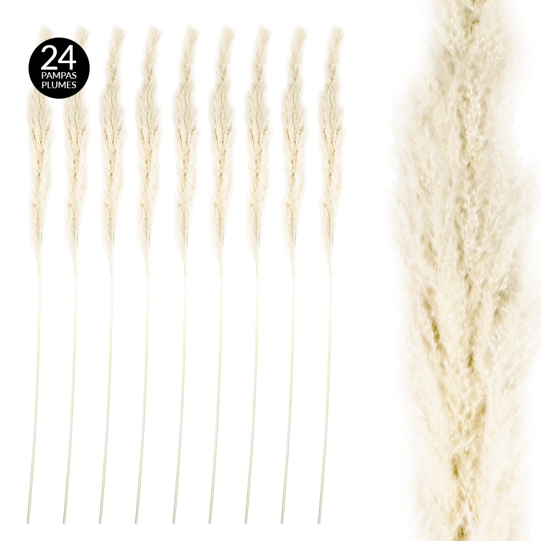 Koyal Wholesale Tall Natural Dried Pa...