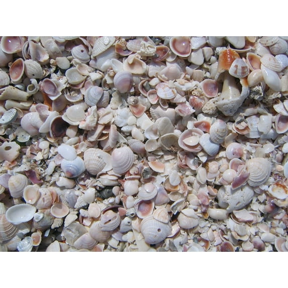Kraft "Beach Shells" Glossy Poster