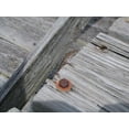 thumbnail image 1 of Kraft "Little Lizard" Wall Decal, 1 of 2