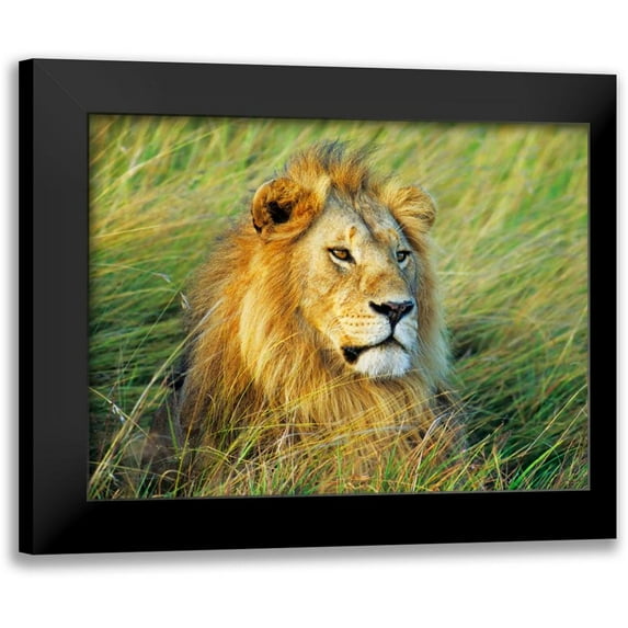 Krahmer, Frank 14x12 Black Modern Framed Museum Art Print Titled - African lion, Masai Mara, Kenya
