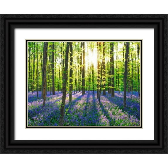 Krahmer, Frank 24x19 Black Ornate Wood Framed with Double Matting Museum Art Print Titled - Beech forest with bluebells, Belgium