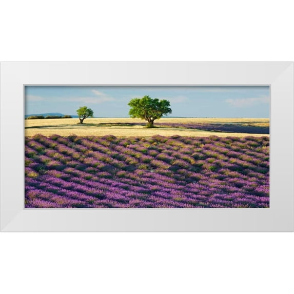 Krahmer, Frank 32x18 White Modern Wood Framed Museum Art Print Titled - Lavender field and almond tree, Provence, France