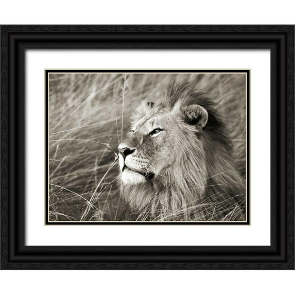 Krahmer, Frank 32x25 Black Ornate Wood Framed with Double Matting Museum Art Print Titled - African lion, Masai Mara, Kenya