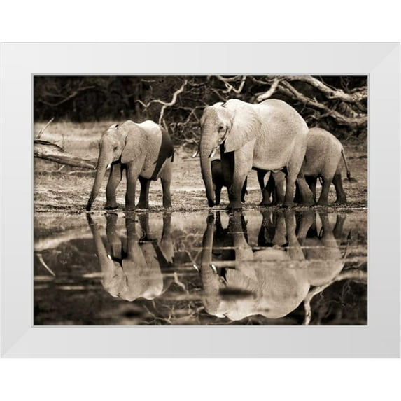 Krahmer, Frank 32x25 White Modern Wood Framed Museum Art Print Titled - African elephants, Okavango, Botswana