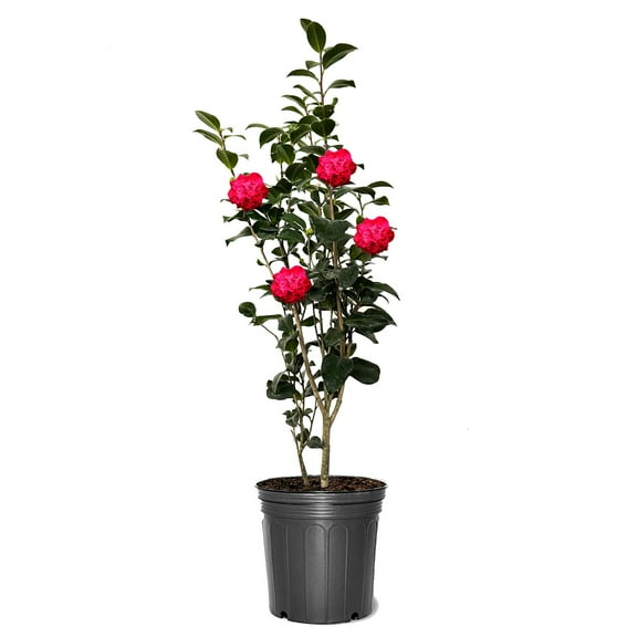 Expert Gardener 18-24 in. tall Kramer's Supreme Red Camellia Live Shrub in 3-Gallon Grower Pot