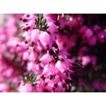 thumbnail image 1 of Kramers Red Spring Heather, 1 of 4