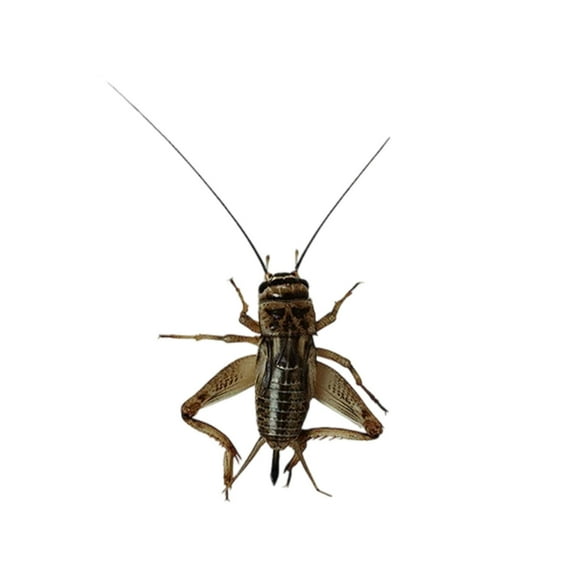 Kraoden Car Oil Cap Insect Sticker, Vinyl Decal for Vehicle Style Upgrade, Weather Resistant, Easy to Apply, Durable, Long-Lasting Decorative Sticker for Cars