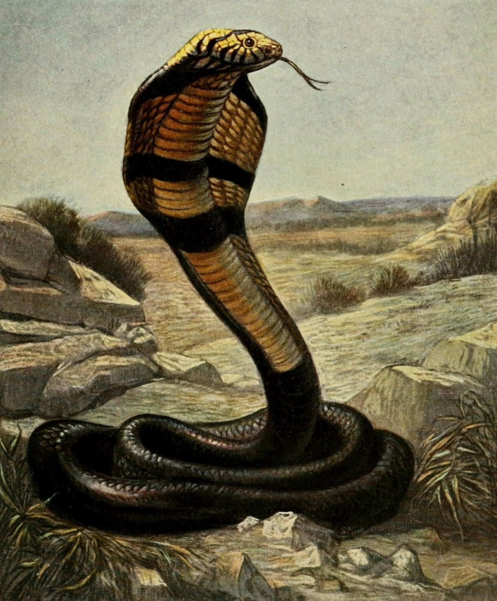 Kriechtiere und Lurche fremder Ler 1912 Cobra Canvas Art - Unknown (24 x 36)