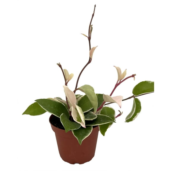 Krimson Queen Wax Plant - Hoya - 4" Pot