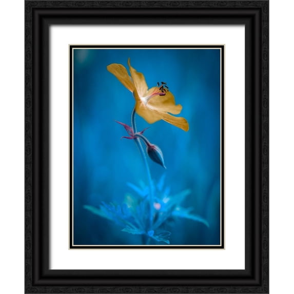 Krinke, Andreas 15x18 Black Ornate Wood Framed with Double Matting Museum Art Print Titled - Orange beauty
