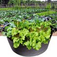 thumbnail image 1 of Kripyery Planting Container Good Toughness Wear-resistant High Capacity Practical Planting Bag for Fruit, 1 of 8
