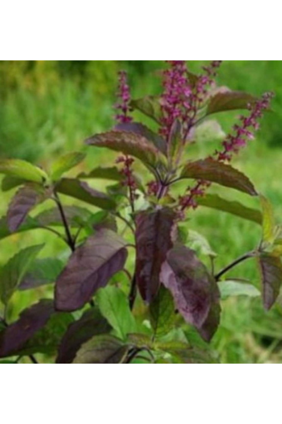 Krishna Tulsi Live Plant in One Gal Container