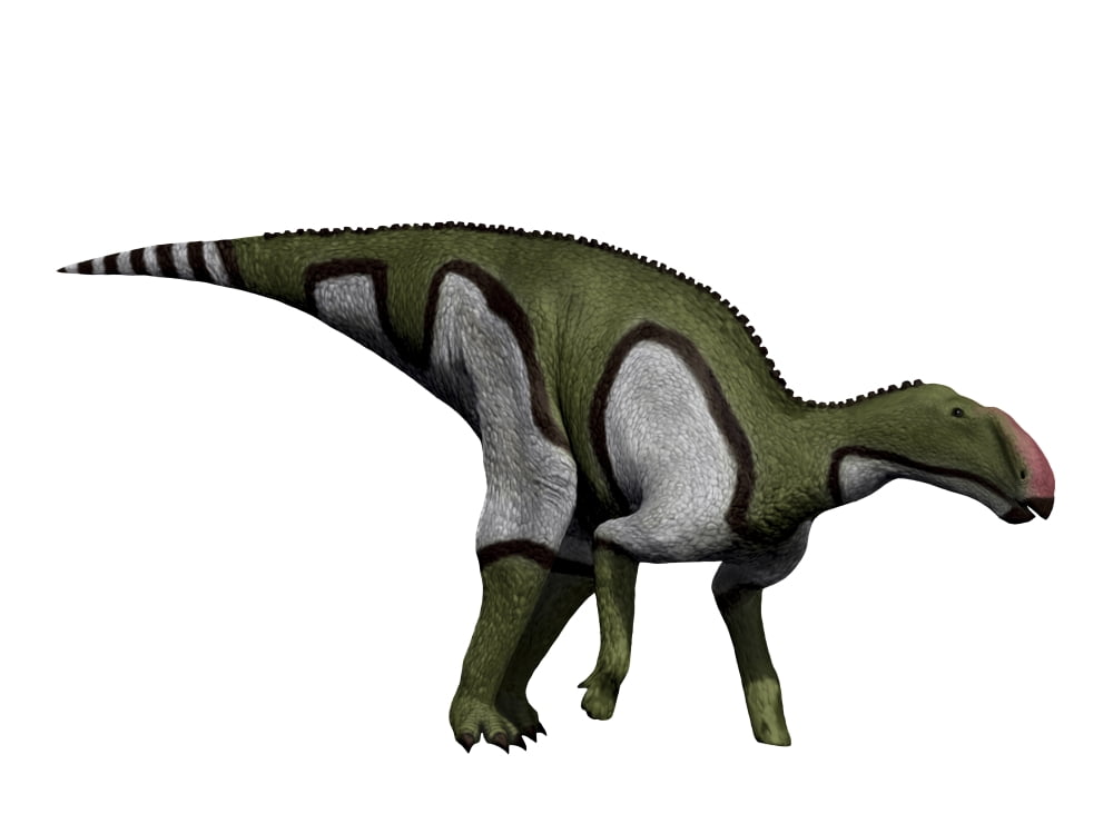 Kritosaurus dinosaur Canvas Art - Nobumichi TamuraStocktrek Images (17 x 13)