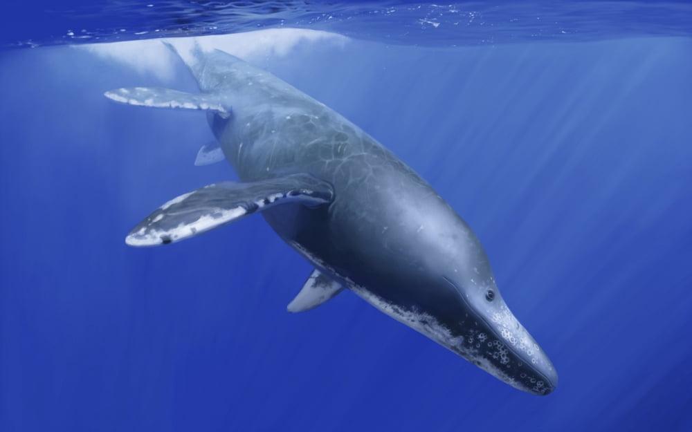Kronosaurus queenslandicus dives into the ocean depths Canvas Art - Michele DessiStocktrek Images (36 x 22)