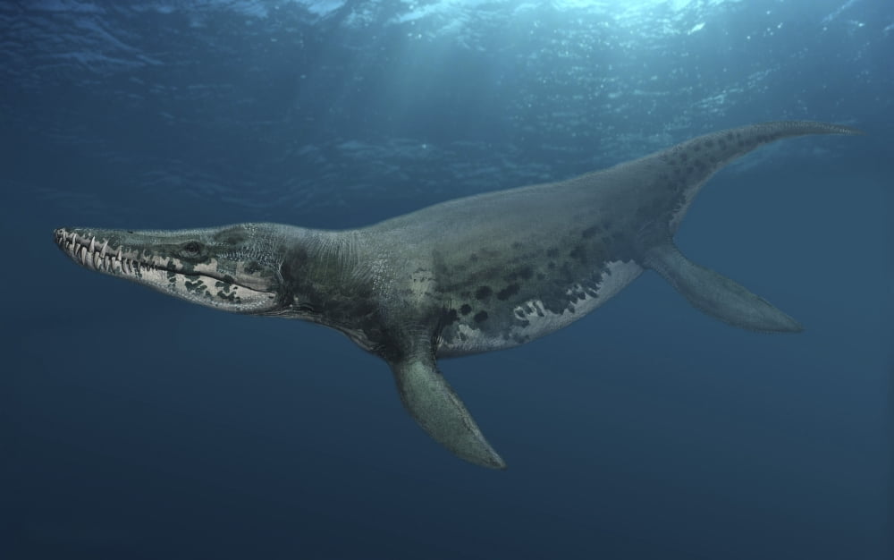 Kronosaurus queenslandicus swimming in prehistoric waters Canvas Art - Sergey KrasovskiyStocktrek Images (36 x 23)