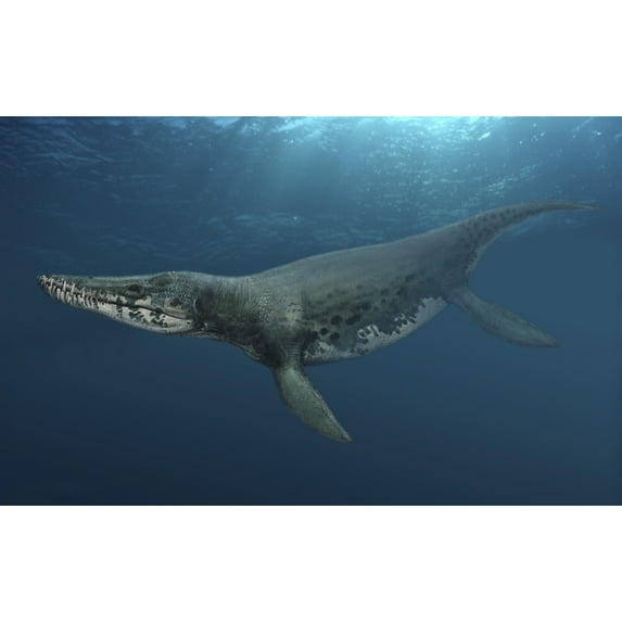 Kronosaurus queenslandicus swimming in prehistoric waters Poster Print