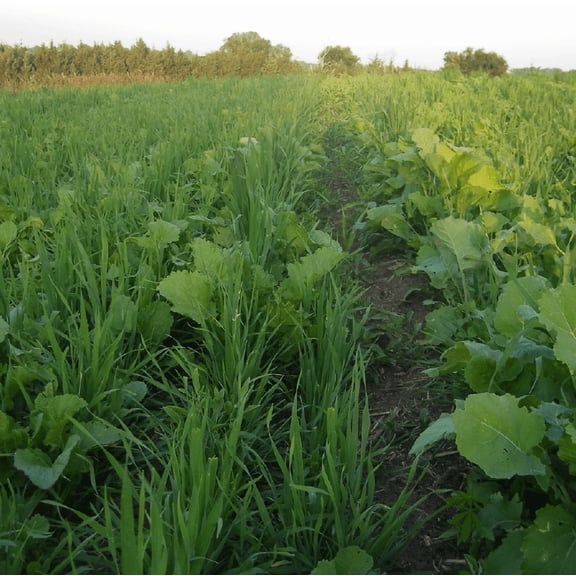 Nature's Seed Krunch N Munch Food Plot Mix - 10 Lb