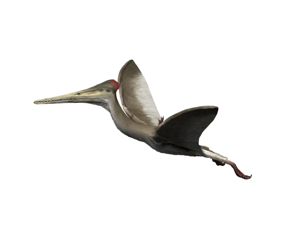 Kryptodrakon is a pterosaur from the Late Jurassic period Canvas Art - Nobumichi TamuraStocktrek Images (33 x 25)