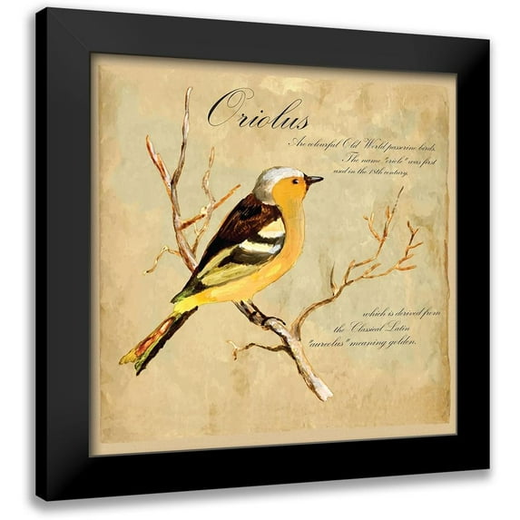 Kuco 15x15 Black Modern Framed Museum Art Print Titled - Oriolus Bird Illustration