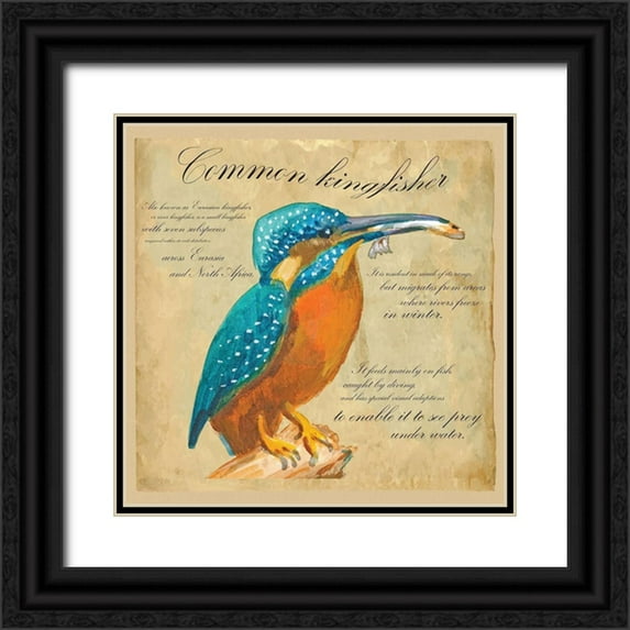 Kuco 15x15 Black Ornate Wood Framed with Double Matting Museum Art Print Titled - Common Kingfisher
