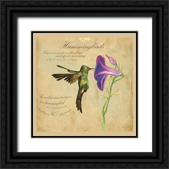 Kuco 15x15 Black Ornate Wood Framed with Double Matting Museum Art Print Titled - Hummingbird Illustration