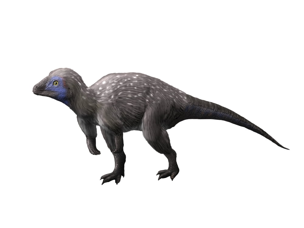 Kulindadromeus is a neornithischian from the Jurassic period Canvas Art - Nobumichi TamuraStocktrek Images (33 x 25)