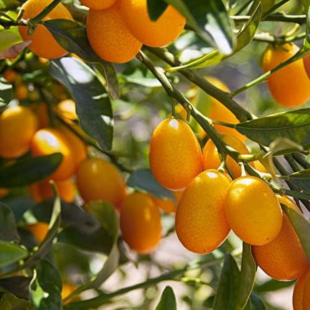 KumquatsCumquats,Citrus Japonica,Citrus Kinokuni, Citrus Madurensis,Fortunella Hindsii 5 Seeds