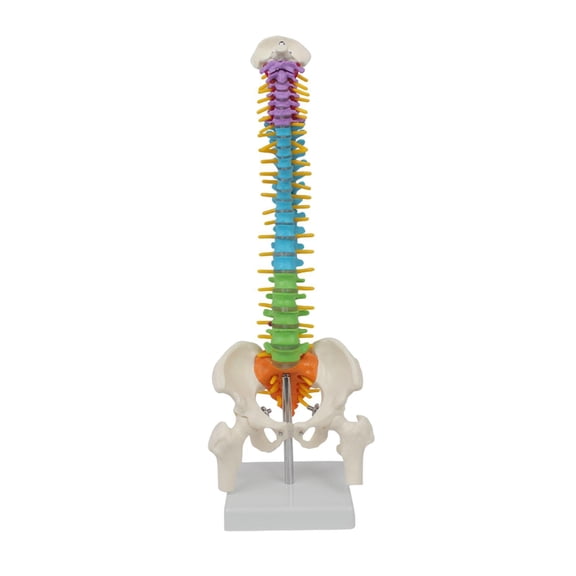 Kuntesetty Human Spine Model 45cm with Display Stand Pelvic Model Colored Vertebrae