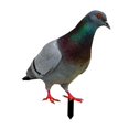 thumbnail image 1 of Kuntesetty Pigeon Garden Stake Animal Decorative Ornament Metal Lifelike Bird Ground Insert 29x23.3x0.1cm, 1 of 9