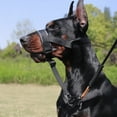 thumbnail image 1 of Kuorak No-Pull Dog Head Collar Adjustable Dog Head Halter with Padded Nose Band Reflective Training Muzzle Leash for Medium Large Dogs, 1 of 7