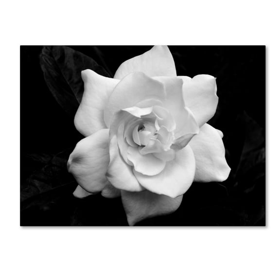 Kurt Shaffer 'Gardenia in Black and White' Canvas Art