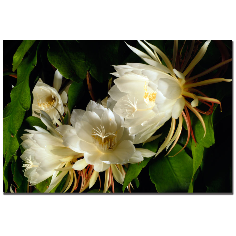 Kurt Shaffer 'Night Blooming Cereus' Canvas Art