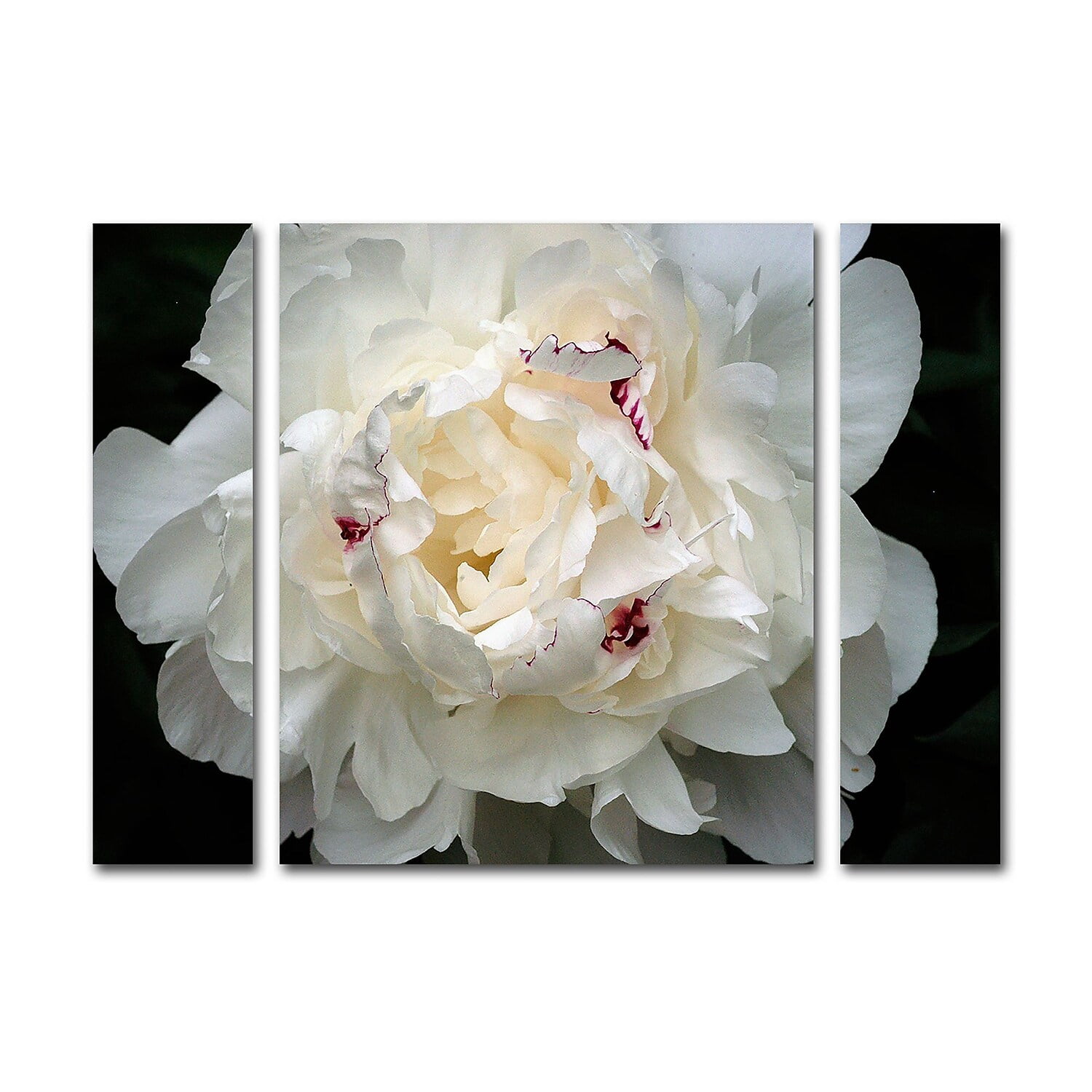 Kurt Shaffer "Perfect Peony" Multi Panel Art Set