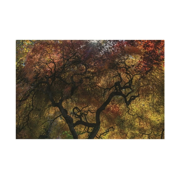 Kurt Shaffer Photographs 'Amazing Autumn Japanese Maple Tree Abstract' Canvas Art