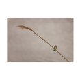 thumbnail image 1 of Kurt Shaffer Photographs 'Bird Perched On A Reed' Canvas Art, 1 of 4