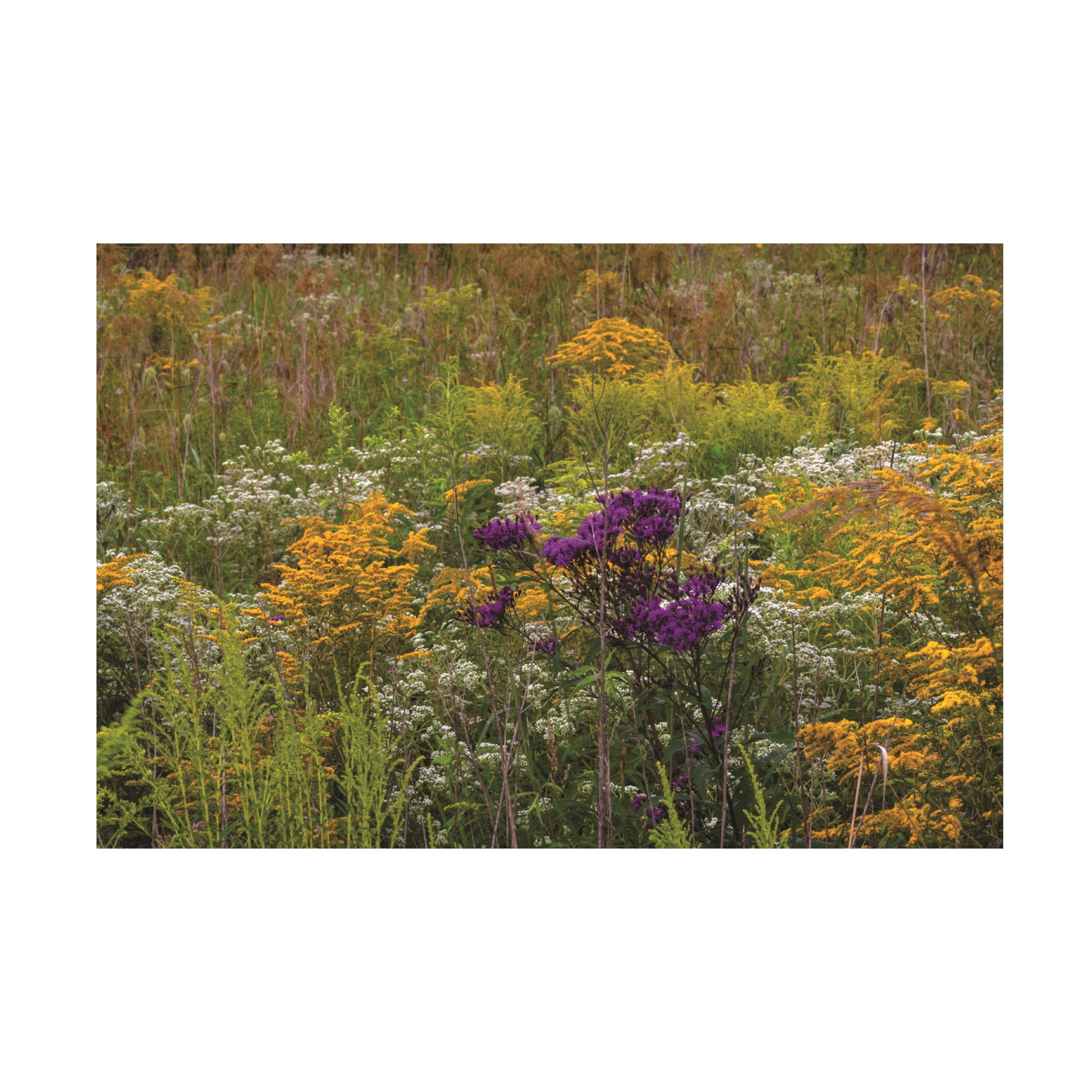 Brilliant Wildflowers of August Canvas Print in Tan and Green
