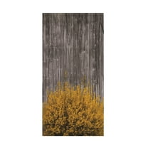 Kurt Shaffer Photographs 'Forsythia Against A Gray Barn' Canvas Art