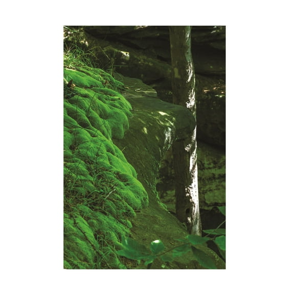 Kurt Shaffer Photographs 'Green Velvety Moss On The Ledges' Canvas Art