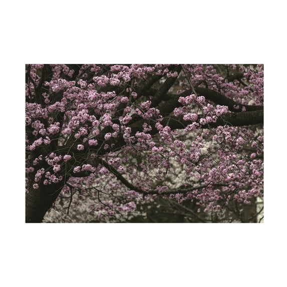 Kurt Shaffer Photographs 'Pink And White Floral Spring' Canvas Art