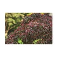 thumbnail image 1 of Kurt Shaffer Photographs 'Red Berries Of October' Canvas Art, 1 of 4