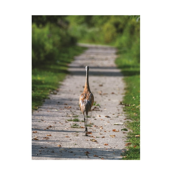 Kurt Shaffer Photographs 'Sand Hill Crane Walking Down The Path' Canvas Art