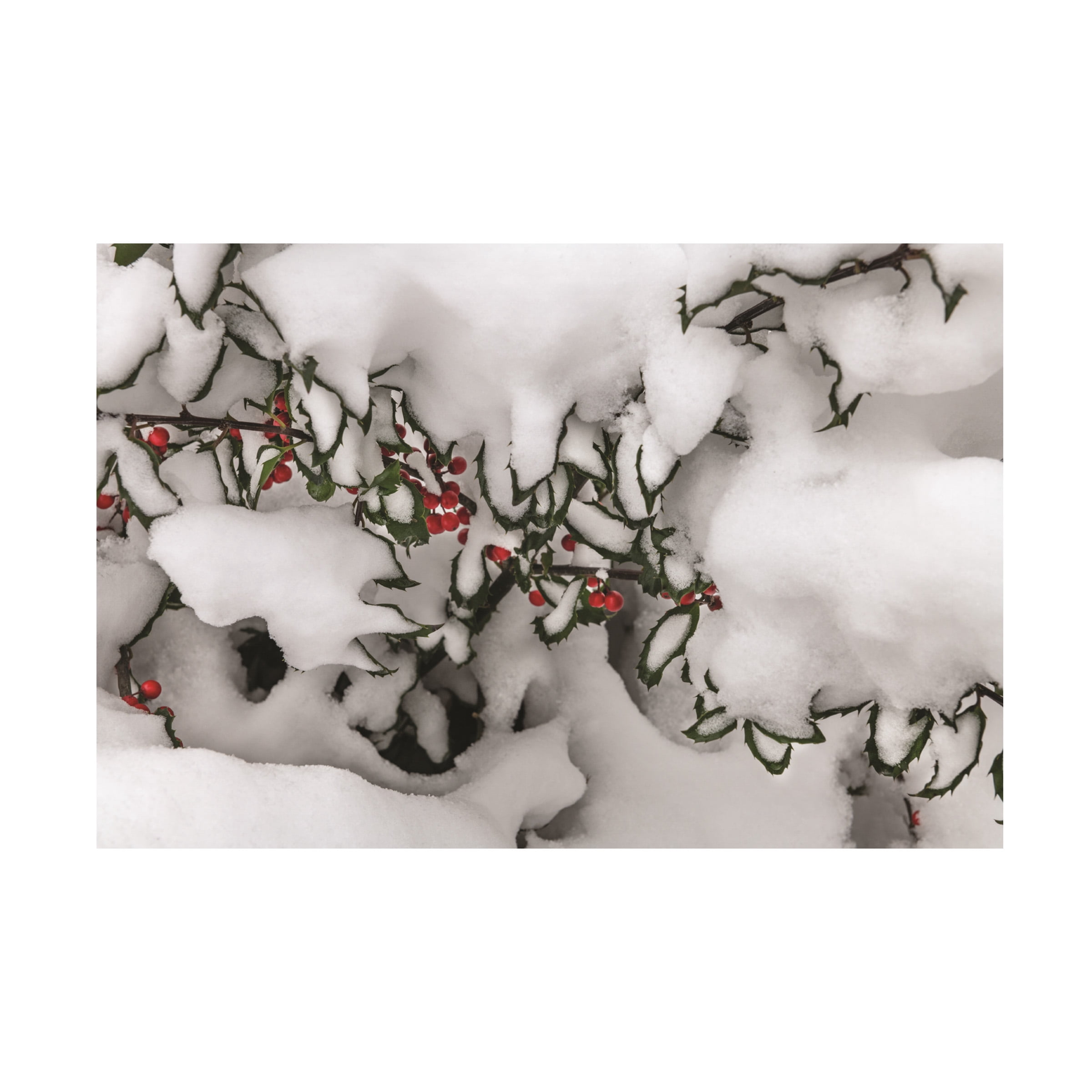 Kurt Shaffer Photographs 'Snow Holly' Canvas Art