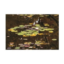Kurt Shaffer Photographs 'The Frog And Lotus' Canvas Art