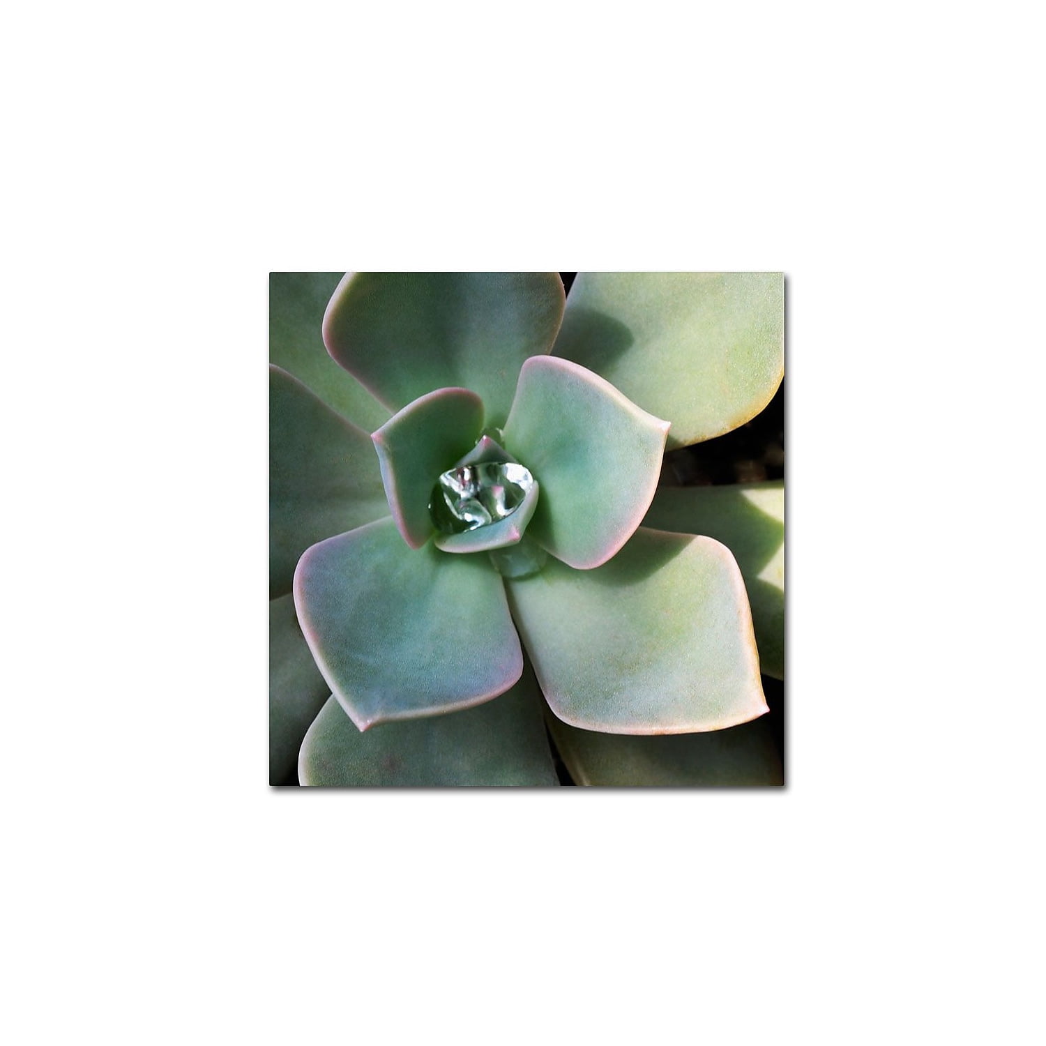 Kurt Shaffer 'Succulent Rain Drop' Canvas Art