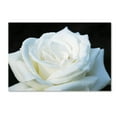thumbnail image 1 of Kurt Shaffer 'White Rose II' Canvas Art, 1 of 4