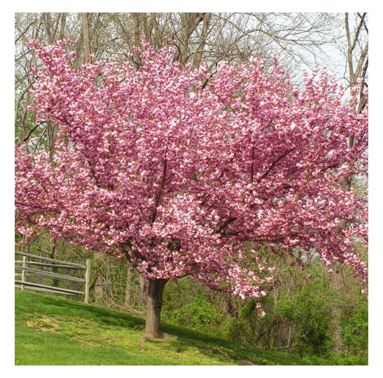 Kwanzan Cherry Blossom Tree 812 Inch Tall Live Cherry Blossom Plant