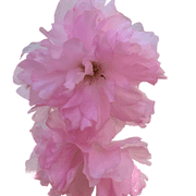 Kwanzan Cherry Tree Double-Pink Flowering Ornamental Tree with Stunning Spring Blossoms